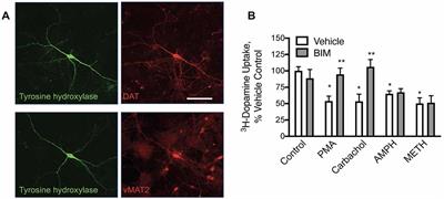 Acetylcholine Receptor Stimulation Activates Protein Kinase C Mediated Internalization of the Dopamine Transporter